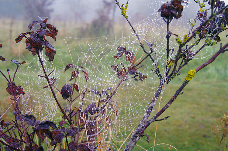 Spider's webs exposed by morning dew