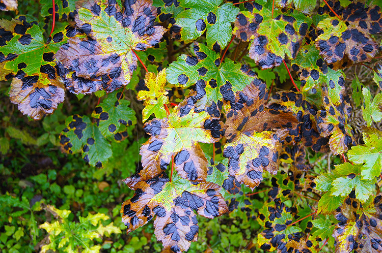 Tar Spot on Sycamore leaves