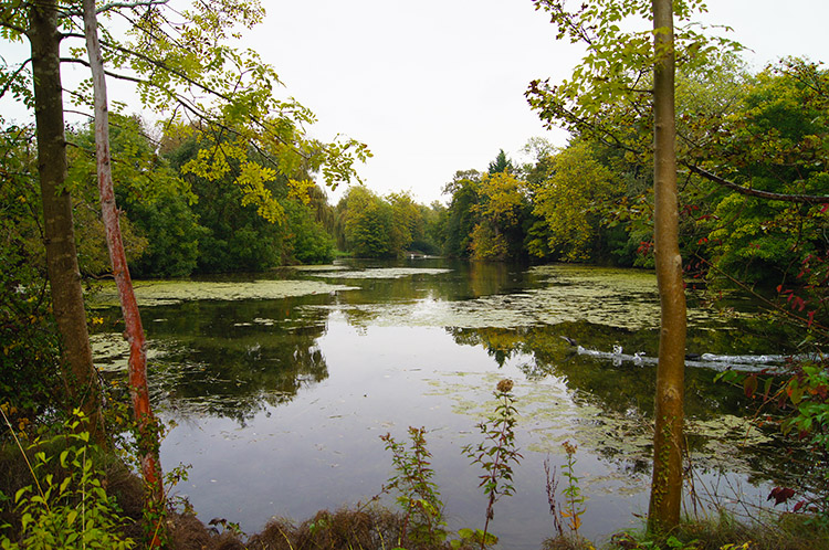 Pond in Mongewell