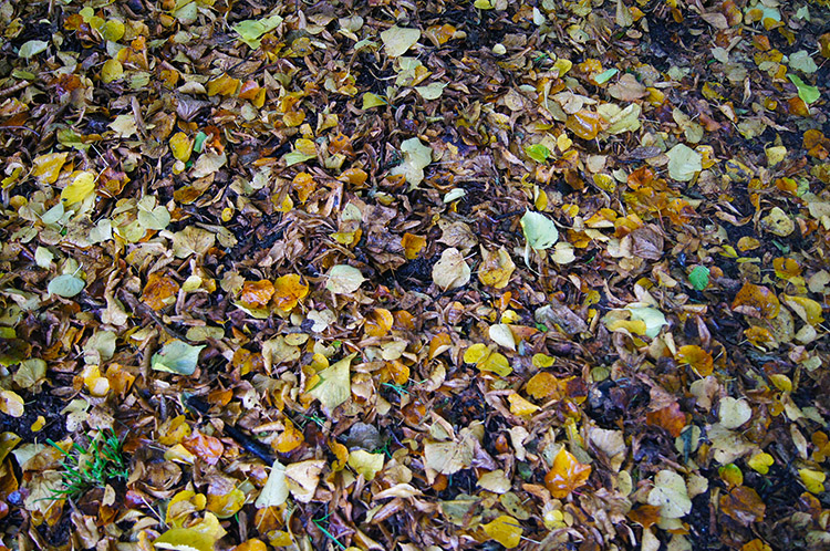 Leaf litter near North Stoke