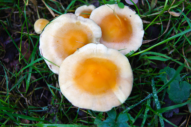 Fried Egg Fungi on the Ridgeway