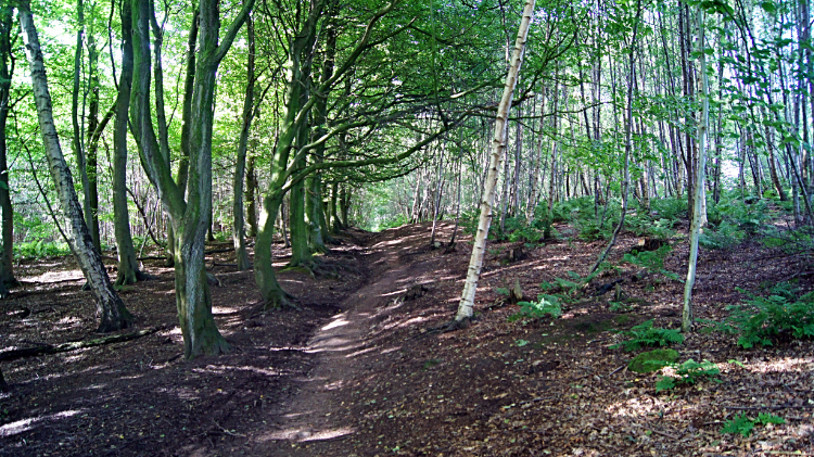 Primrose Hill Wood