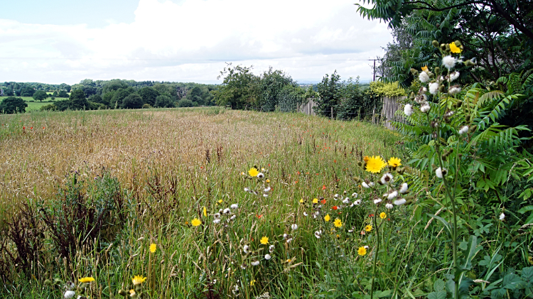 Wild meadows near Beeston