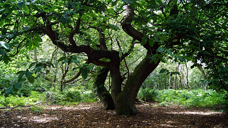 Grand trees of Bulkeley Hill Wood