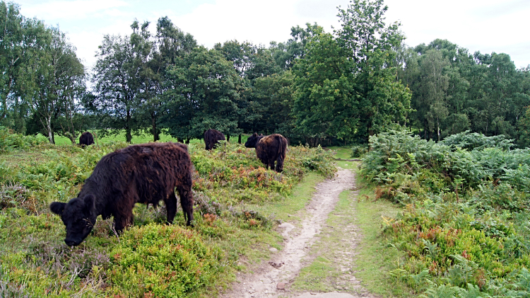 Cattle grazing on Bickerton Hill