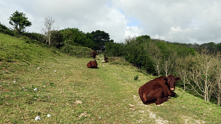 Cows on Pepperscoombe Down