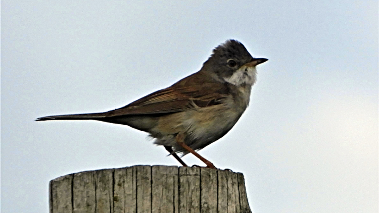 The Singing Skylark