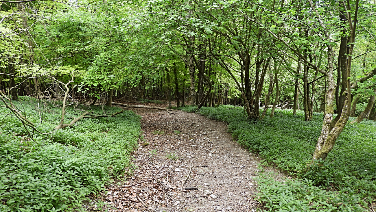 Woodland trail on Graffham Down