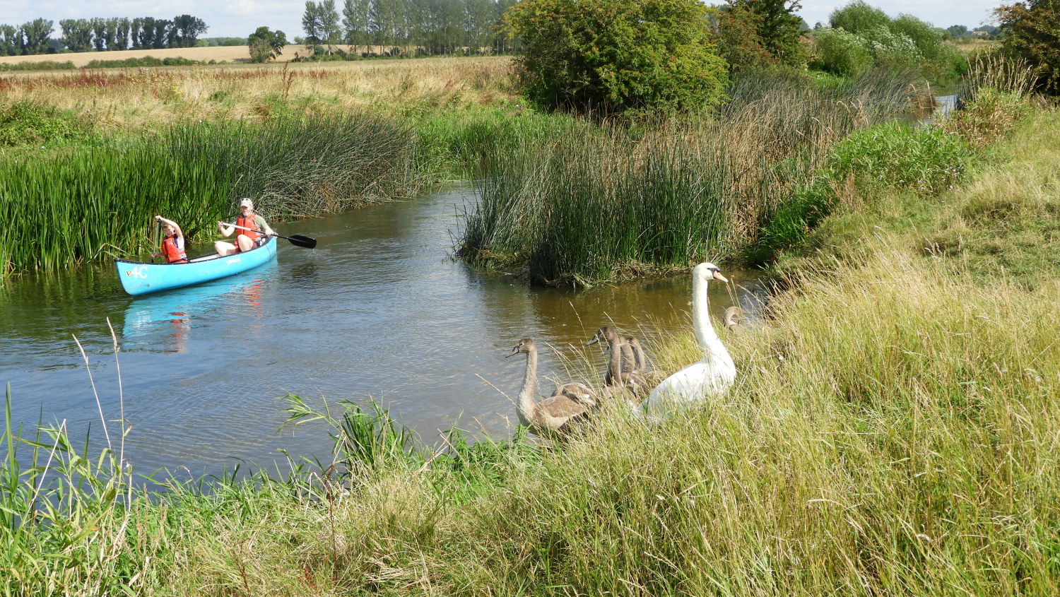 Pleasure boaters and Cantankerous Swans