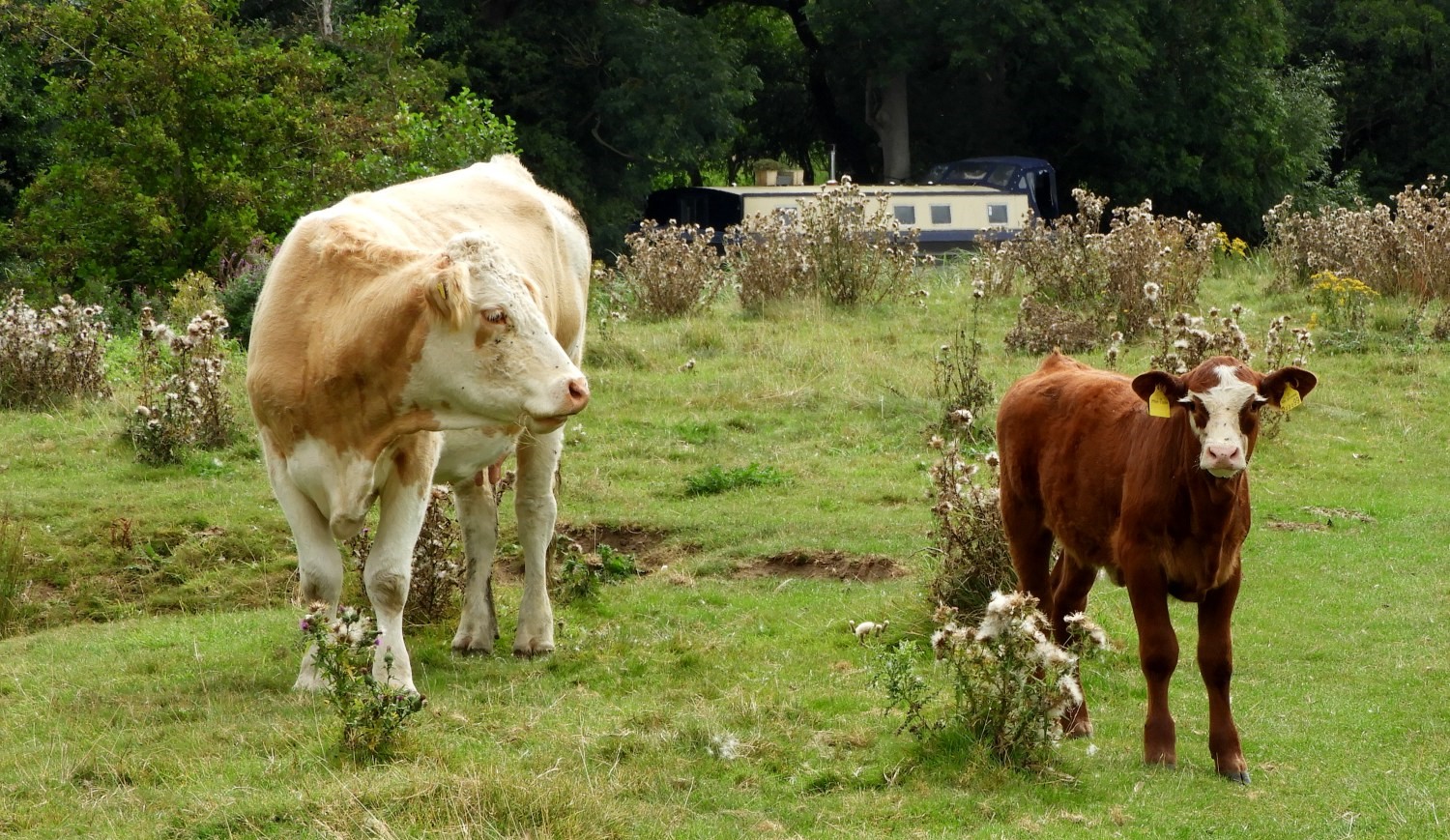 Cow and calf on the Thames Path near Dorchester