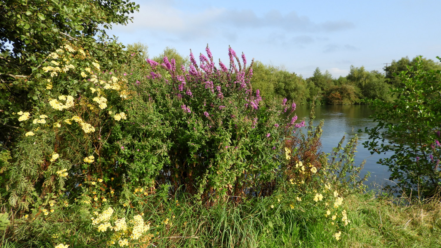 Colourful wildflowers in Thames Valley Park