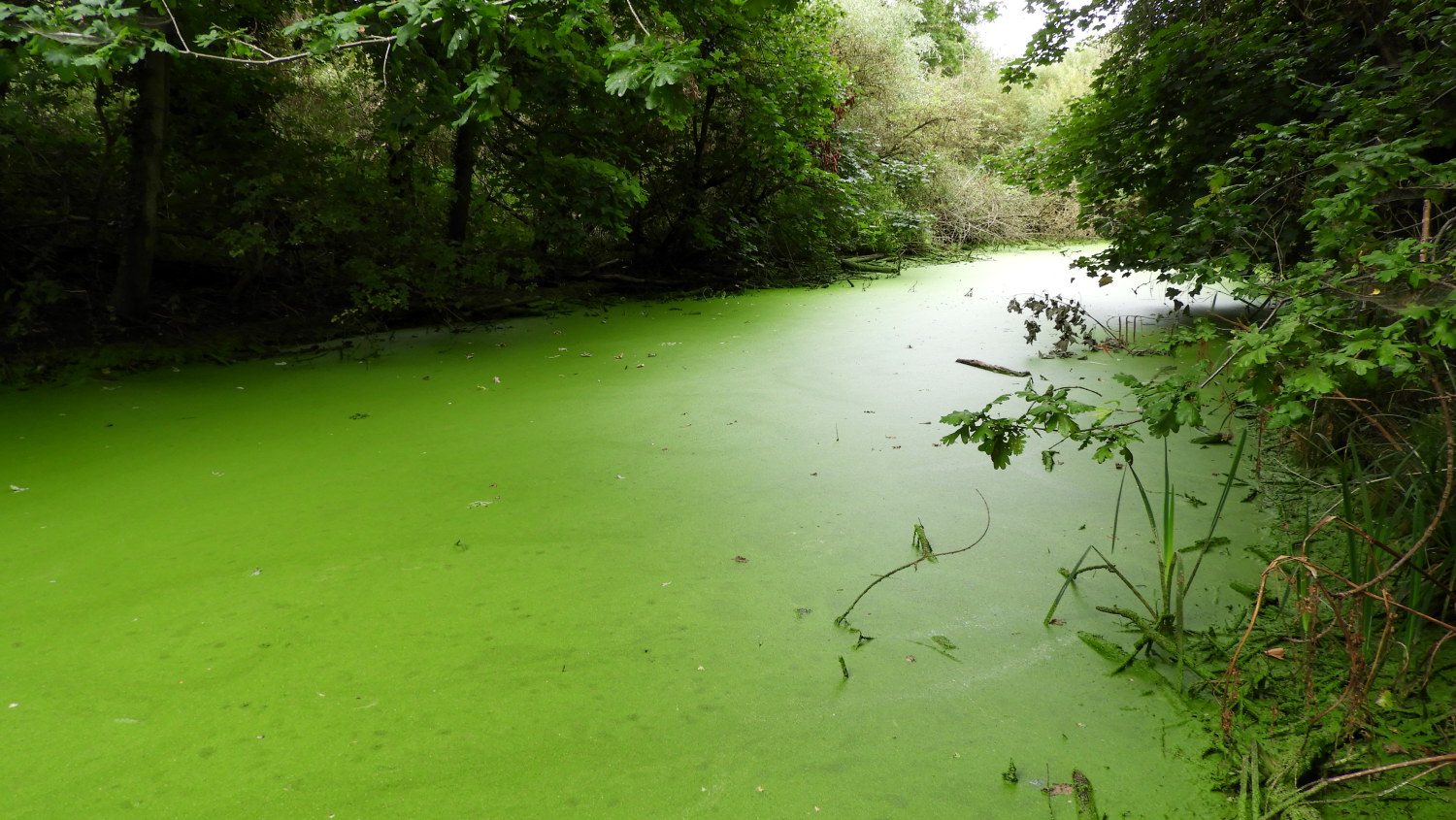 Green algae ditch near Kew Gardens