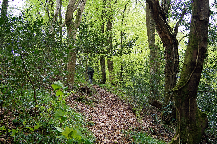 Woodland path near Myddfai