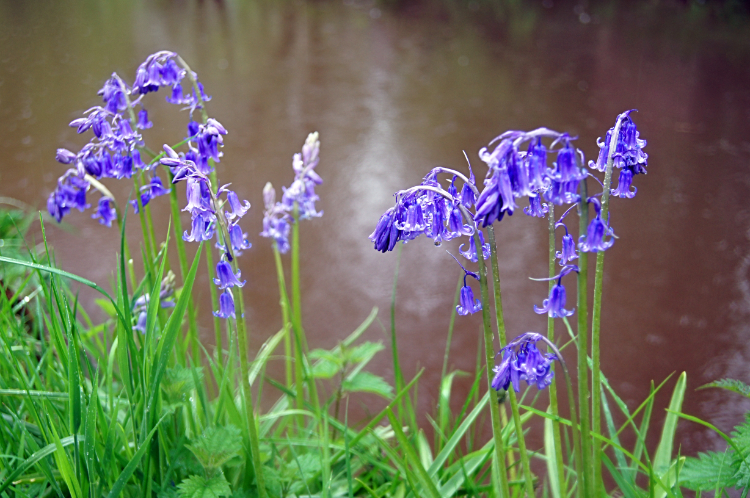 Bluebells beside Monmouthshire Brecon Canal