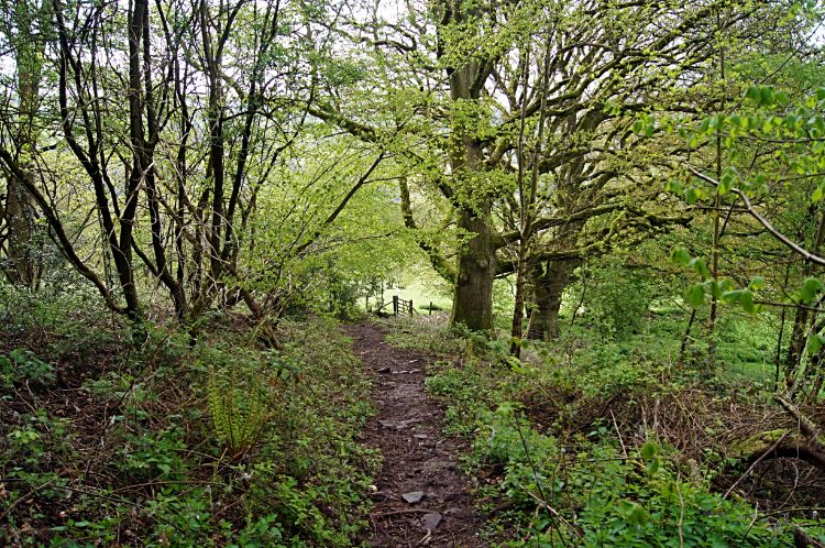Woodland near Llangenny