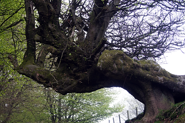 Magnificent tree in Upper Cwmbran