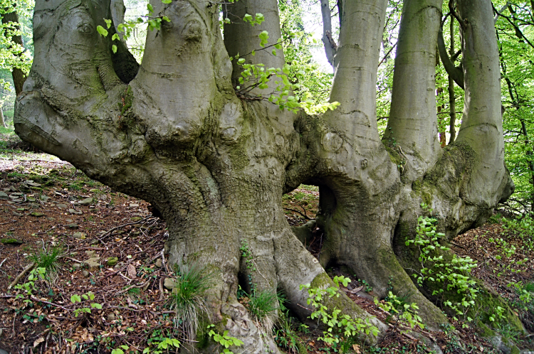 The tree of six limbs in Cwmcarn Forest