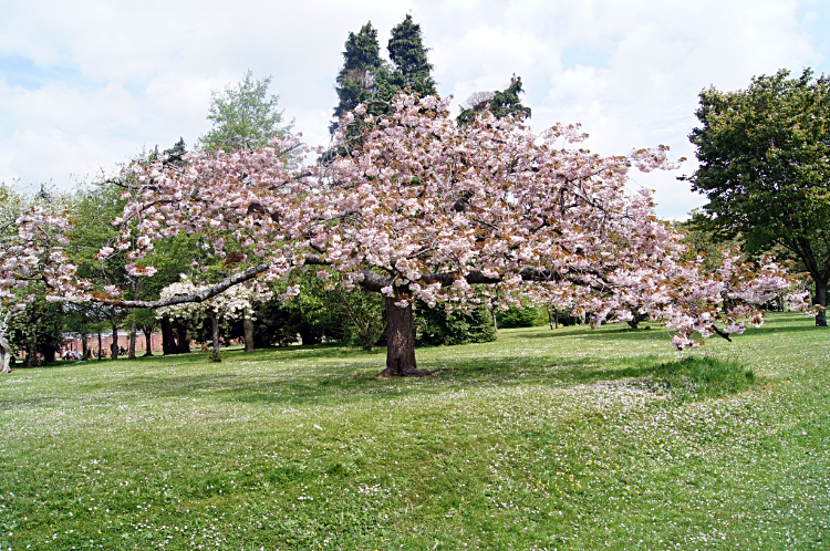 Cherry Blossom in Bute Park