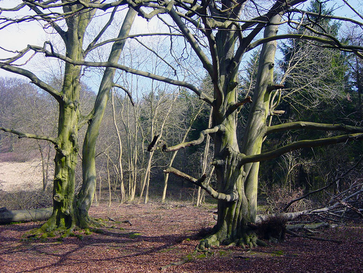 Mature trees beside the Wolds Way