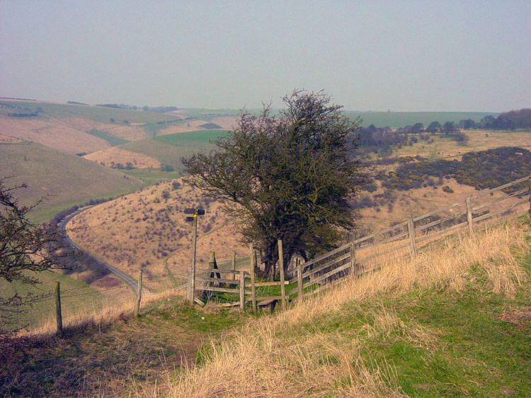 Cow Moor