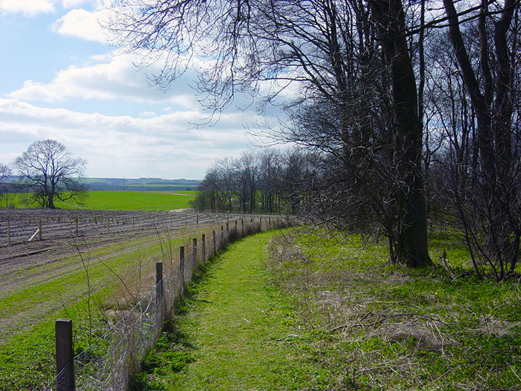 Near Settrington Wood