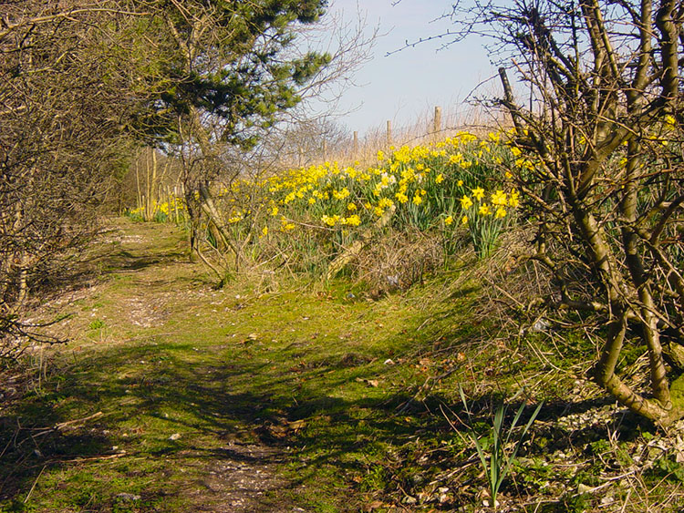 Daffodils on the Wolds Way at West Heslerton Brow