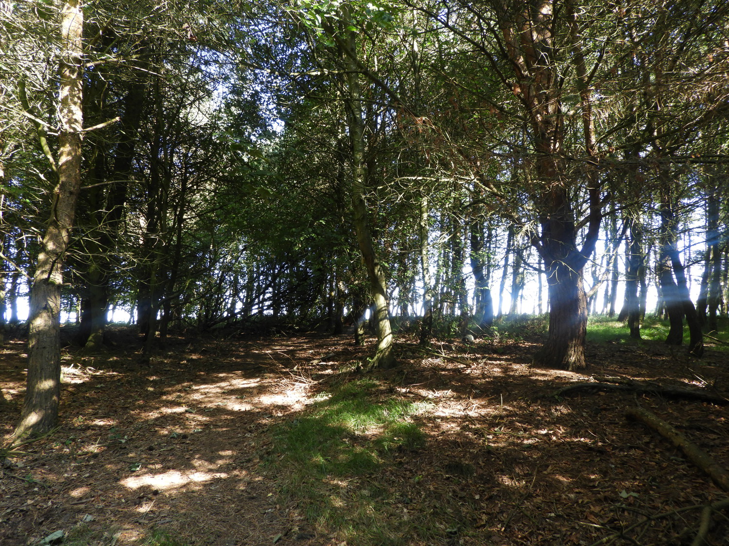 Bunker's Hill Wood