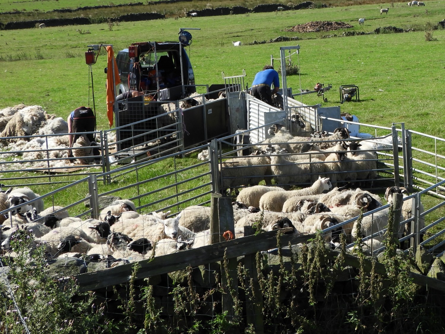 Sheep shearing at High Snowden