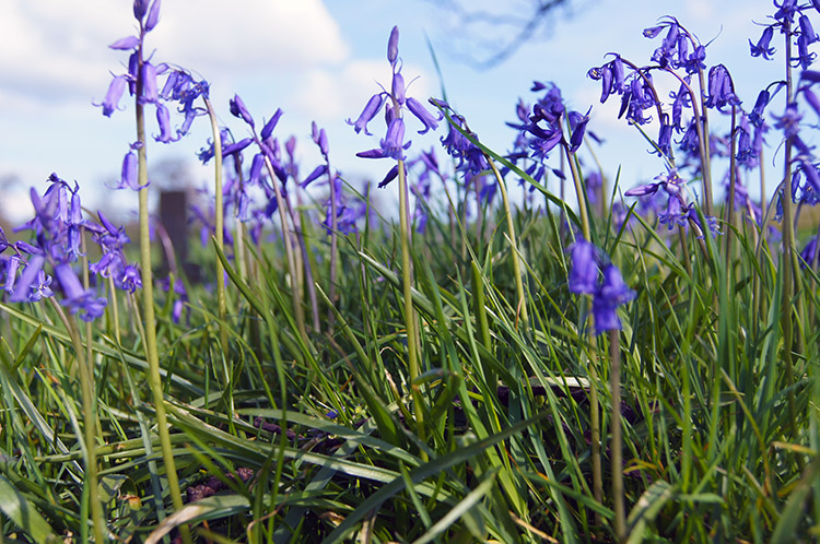 Bluebells and grass near Leathley Hall