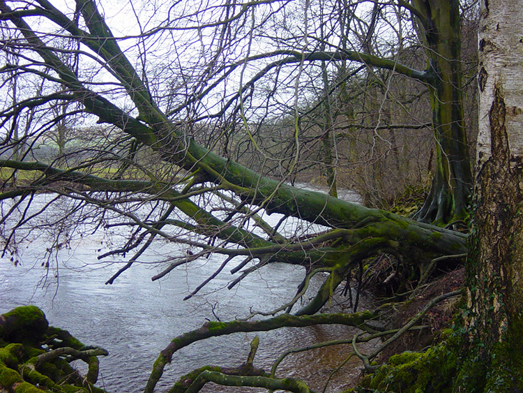 Tree taking a dip in the Wharfe