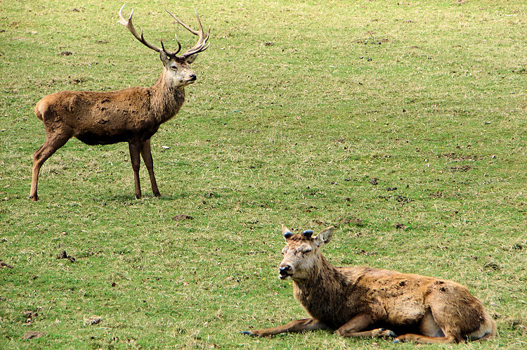 Deer in Harewood Park