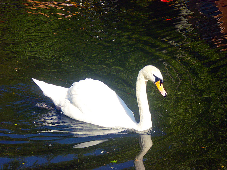 A Swan cruising on the Leeds and Liverpool Canal