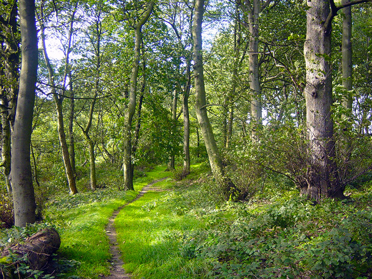 Woodland trail near Hunger Hills, Horsforth