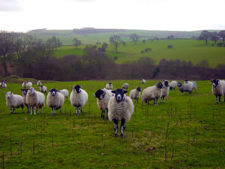 These sheep expected supplies. I had none