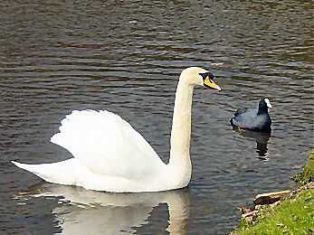 Swan and Moorhen