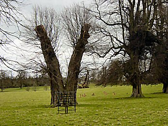 Surely this tree was trained into its rude gesture