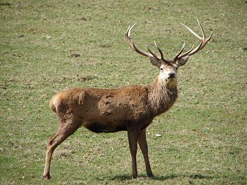 Monarch of Studley Royal Park