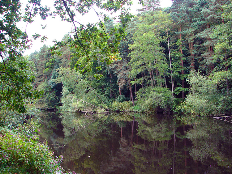 The River Nidd near to Bilton Beck Wood