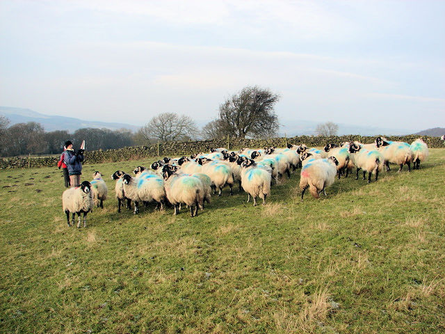 A flock of sheep pose for the camera