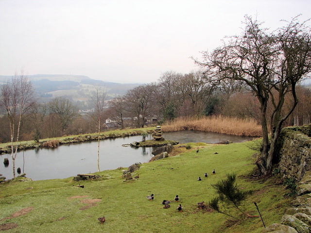 Pond near Old Spring Wood, Summerbridge