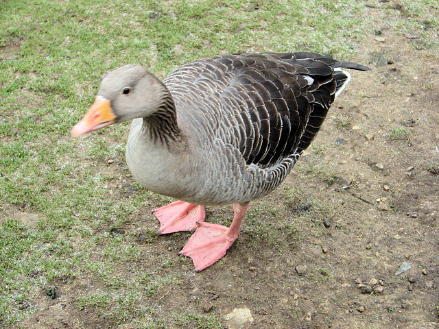Friendly Goose