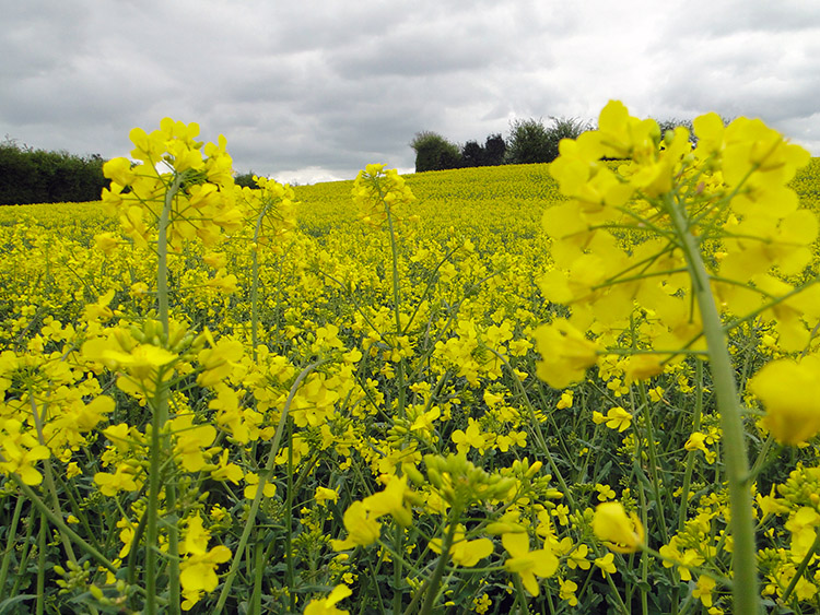 Rapeseed brings vivid colour to a dull day