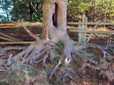 Spider-like tree stump
