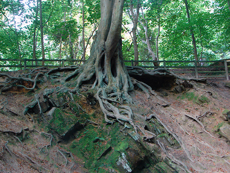 Erosion causing root exposure in Birk Wood