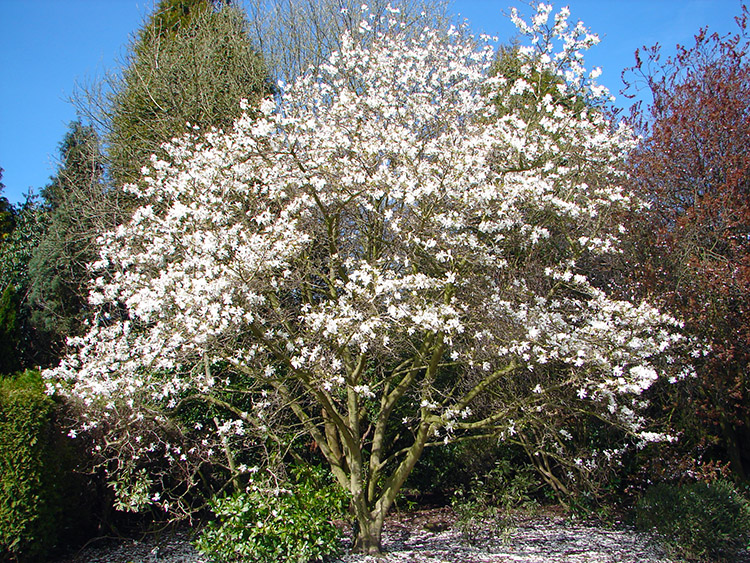 A wonderful Magnolia Tree in blossom