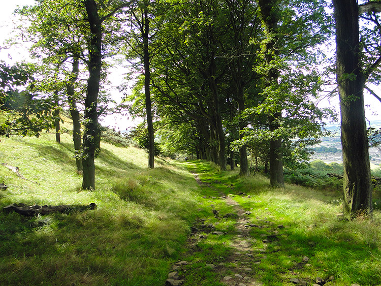 Woodland path at Jenny Gill