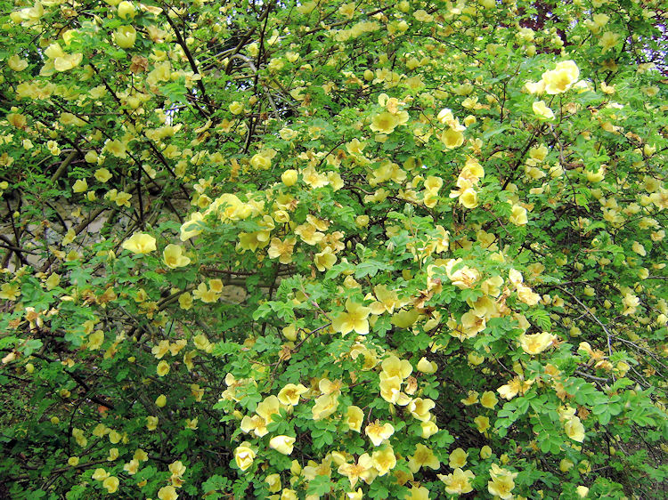 Fantastic flush of yellow and green