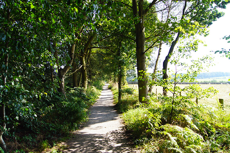The path leading to King Lane