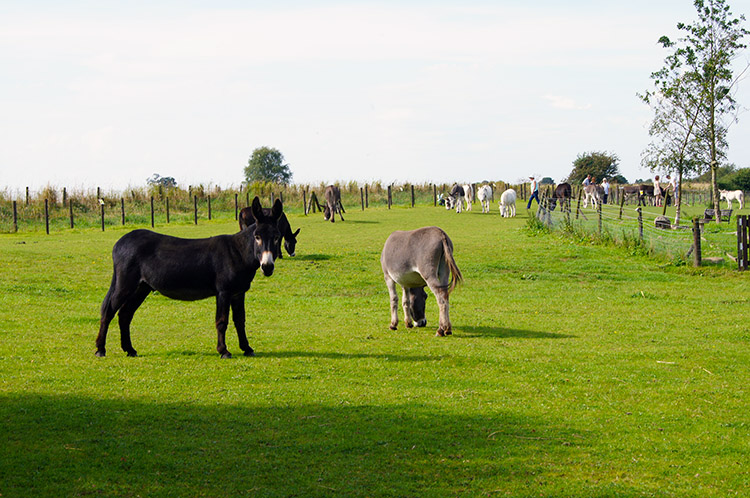 Donkeys at Lineham Farm Children's Centre