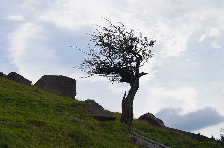 A Hawthorne shows the direction of the prevailing wind